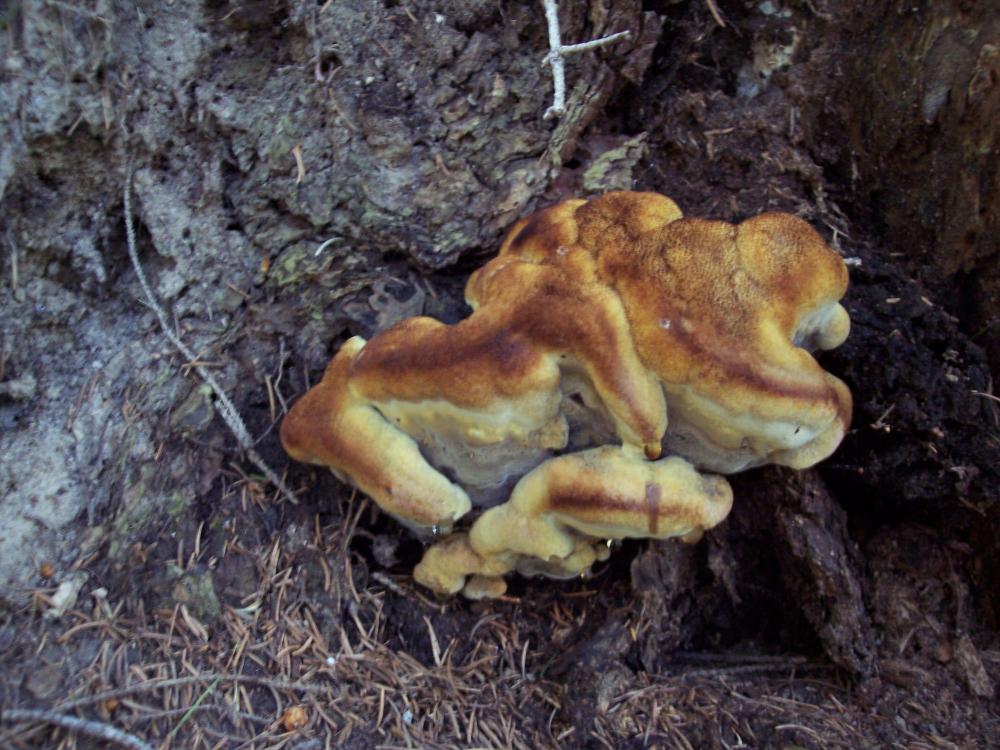 Finalmente funghi in valle (aosta)